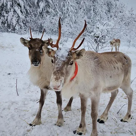 Relax Shaman Lejlighed *