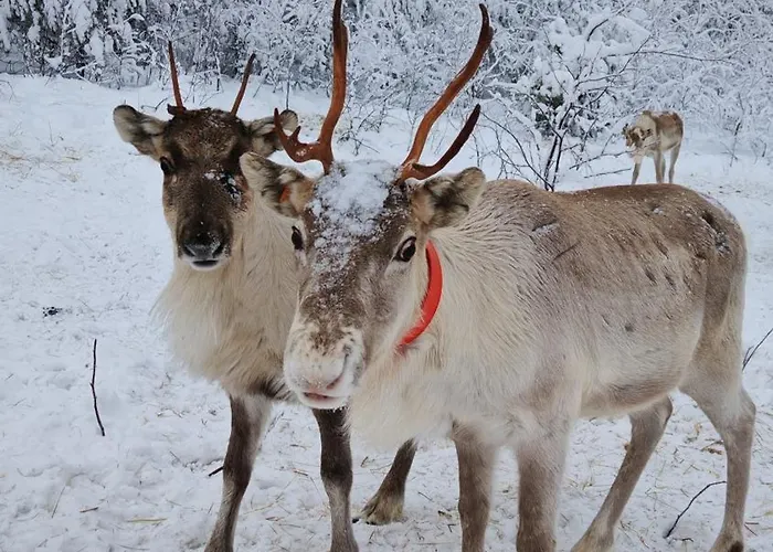 Relax Shaman Appartement *